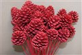 pine cone red